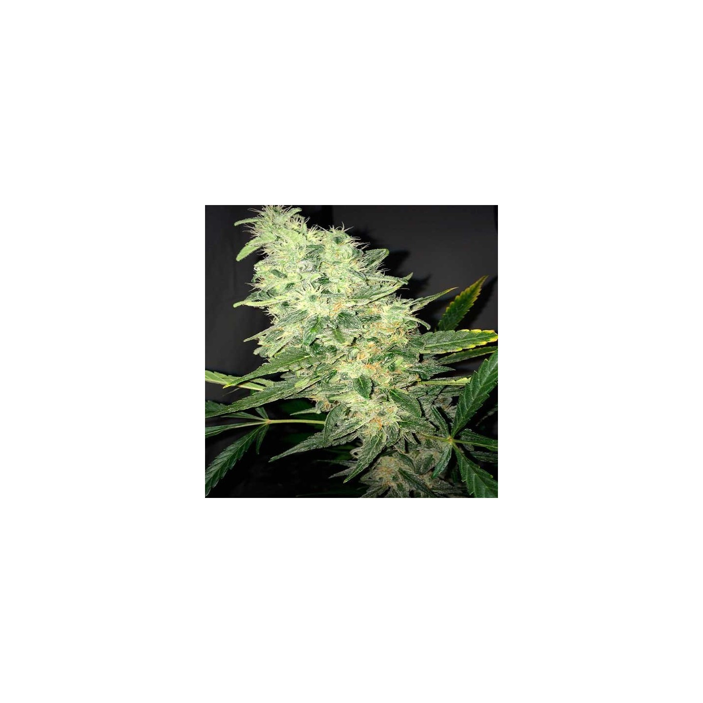 Supreme CBD Kush Feminizada de Nirvana