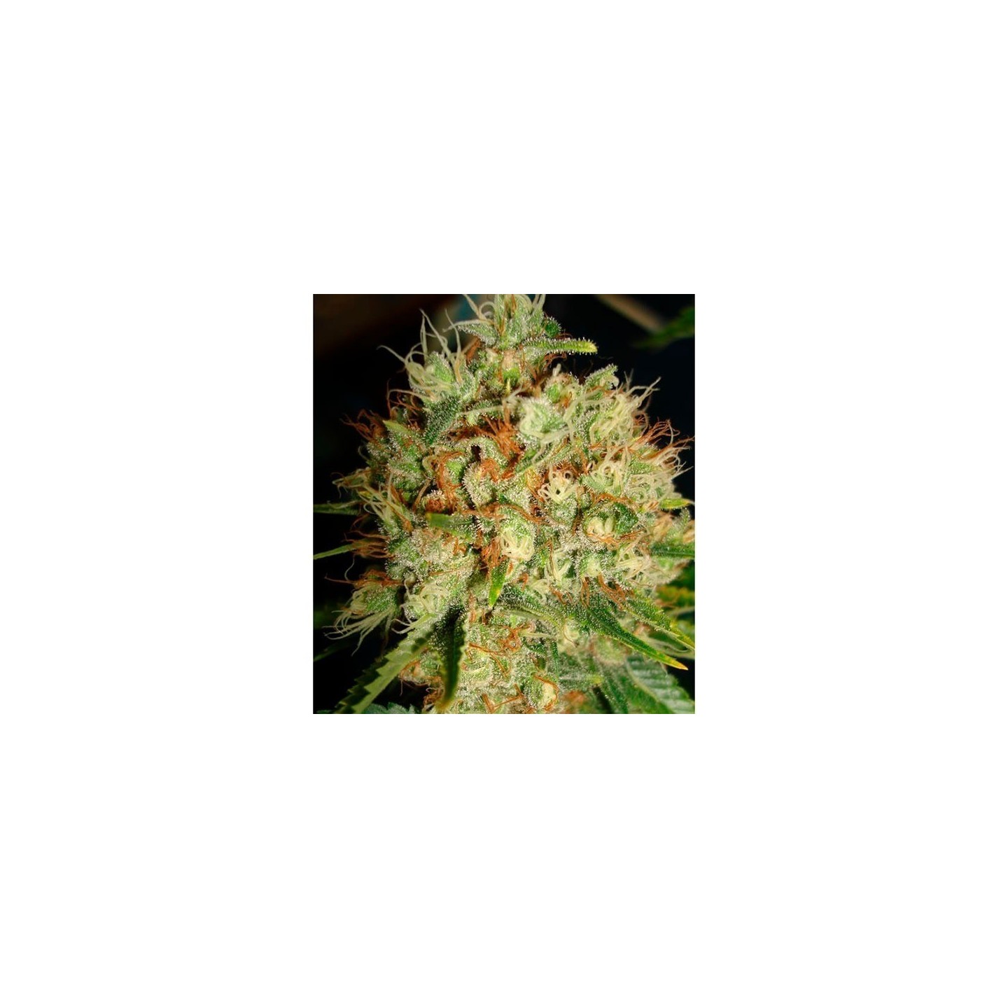 Big Bud XXL Feminizada de Ministry Seeds