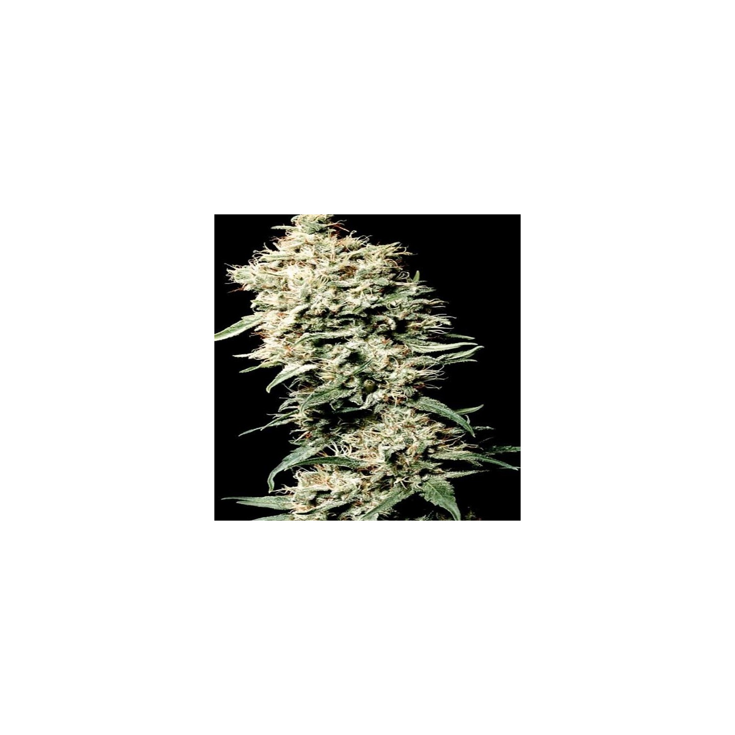 White Rhino Feminizada de Nirvana