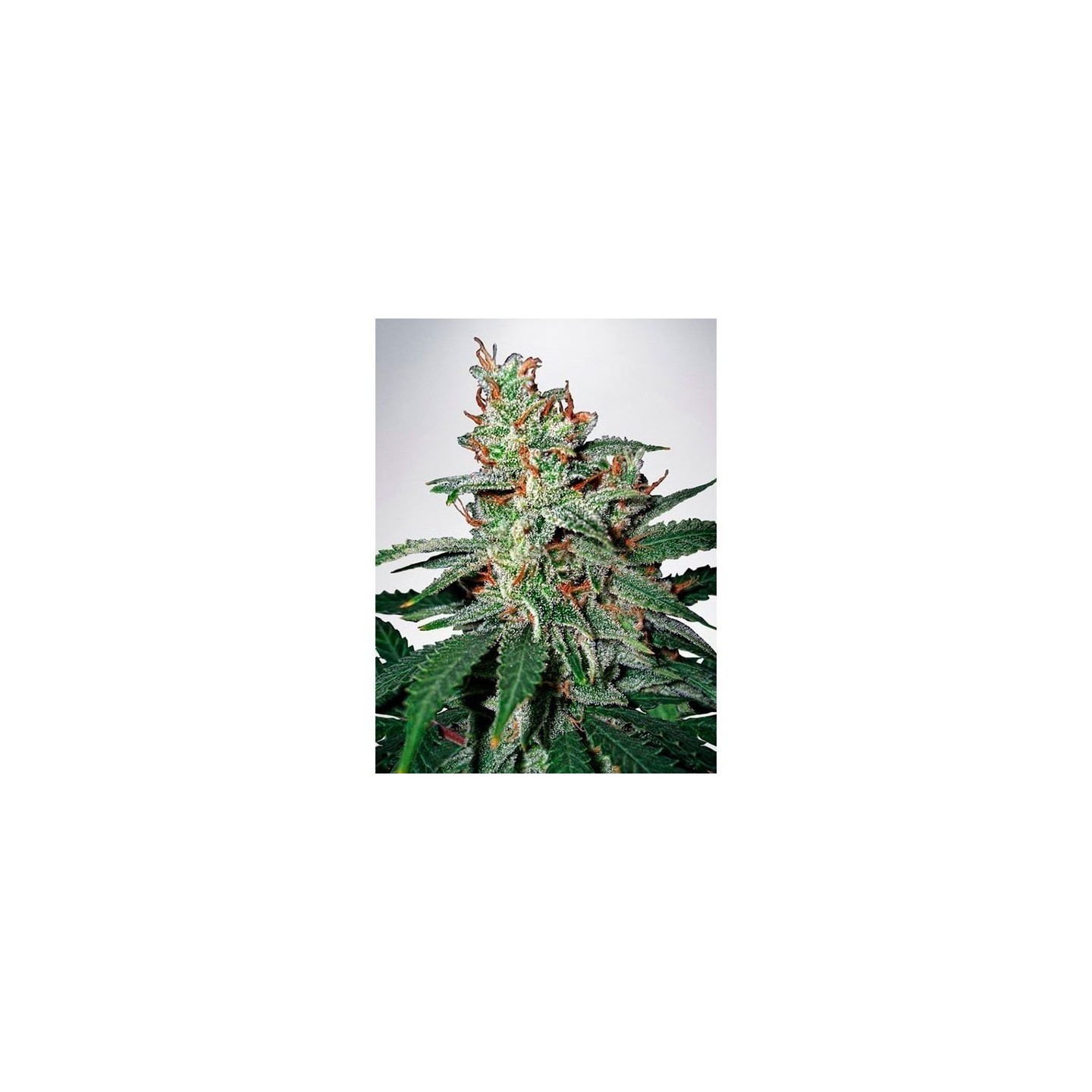 Carnival Feminizada de Ministry Seeds