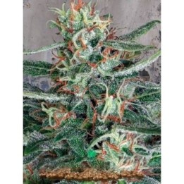 Cristal Cloud Feminizada de Ministry Seeds