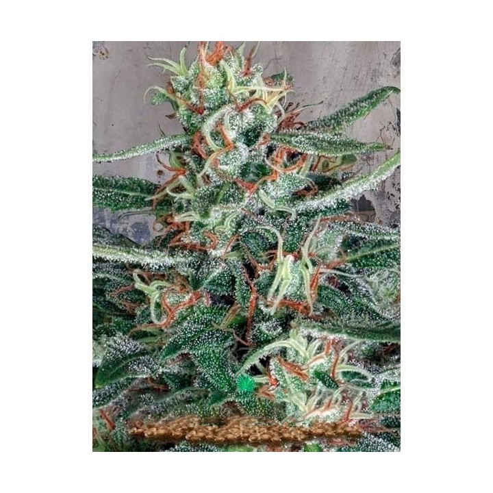 Cristal Cloud Feminizada de Ministry Seeds