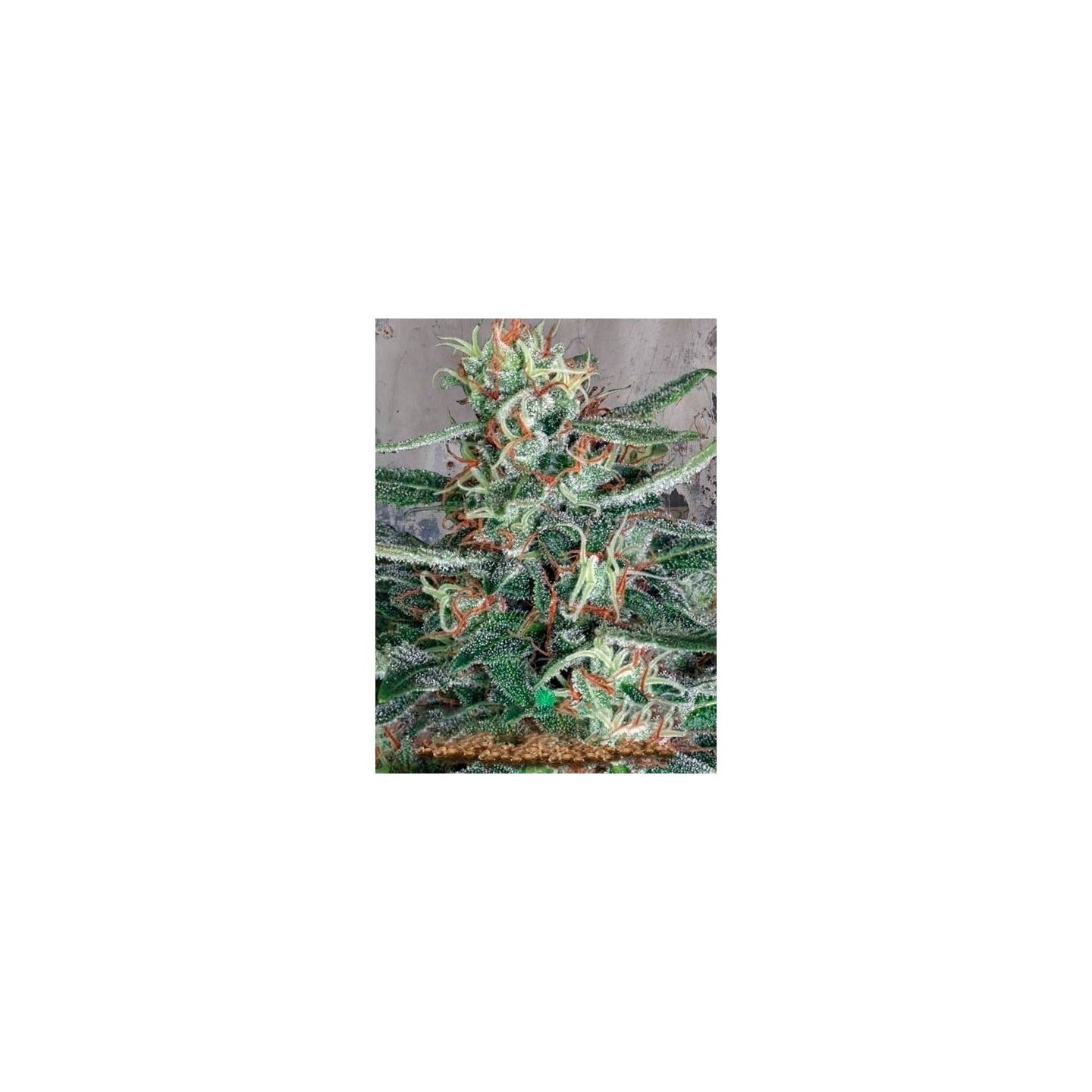 Cristal Cloud Feminizada de Ministry Seeds