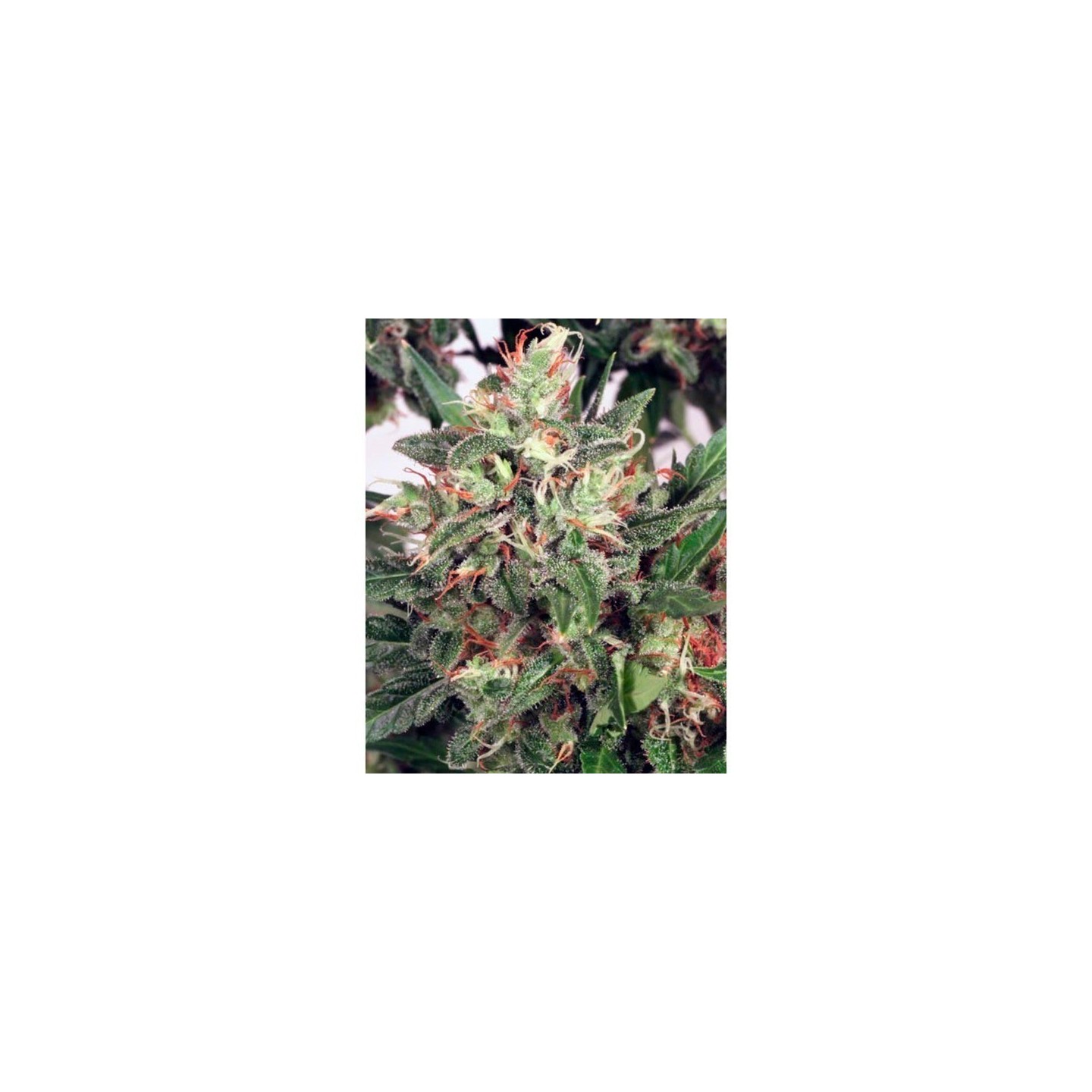 Early XXX Feminizada de Ministry Seeds