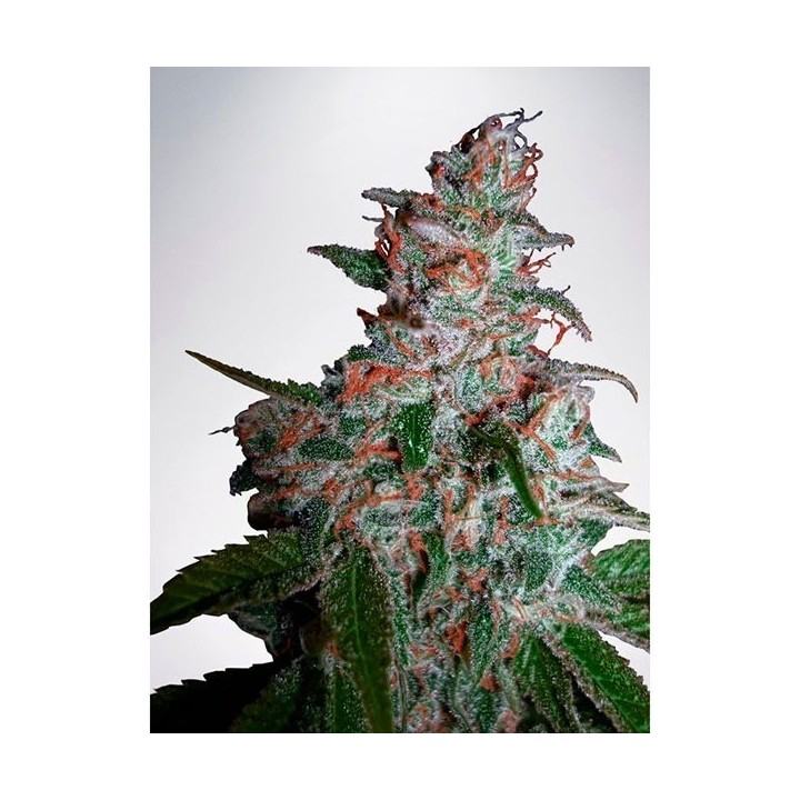 Northern Lights Moc Feminizada de Ministry Seeds