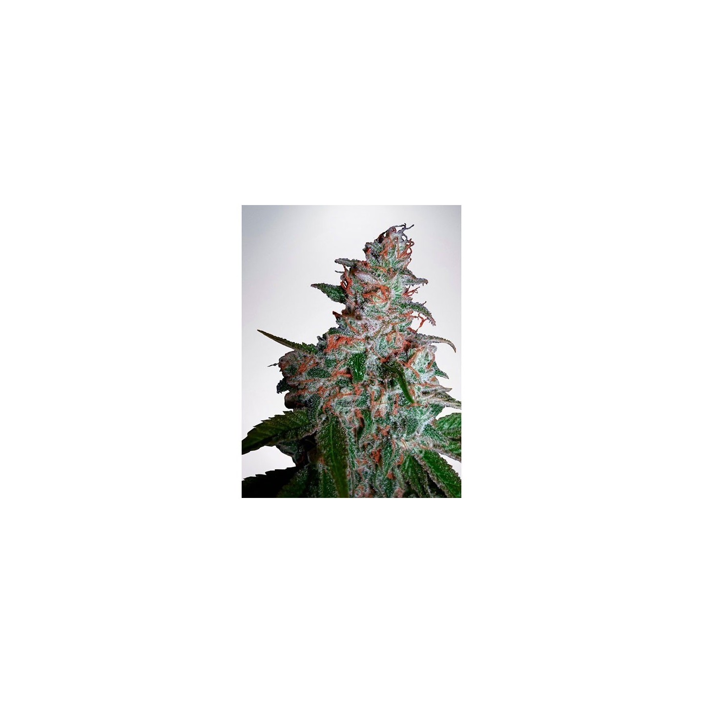 Northern Lights Moc Feminizada de Ministry Seeds
