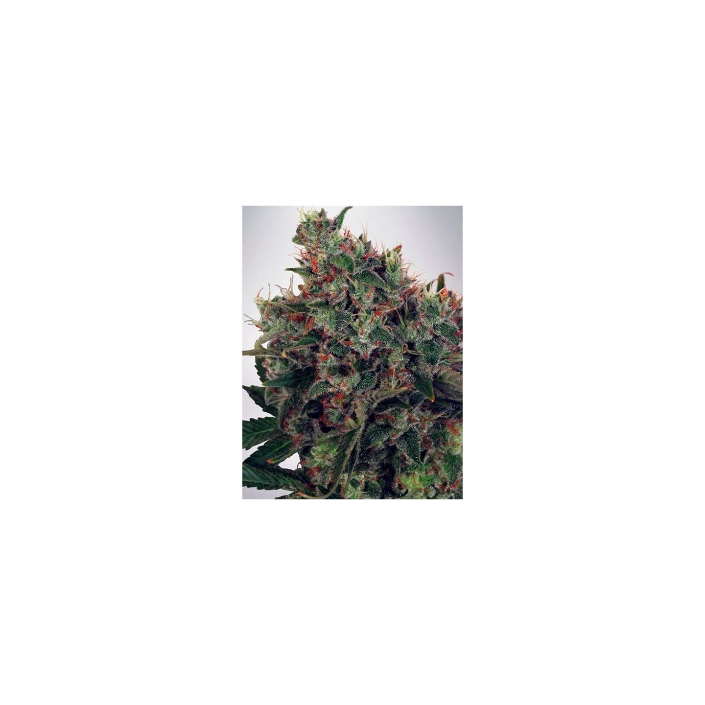 Ultra White Amnesia Feminizada de Ministry Seeds