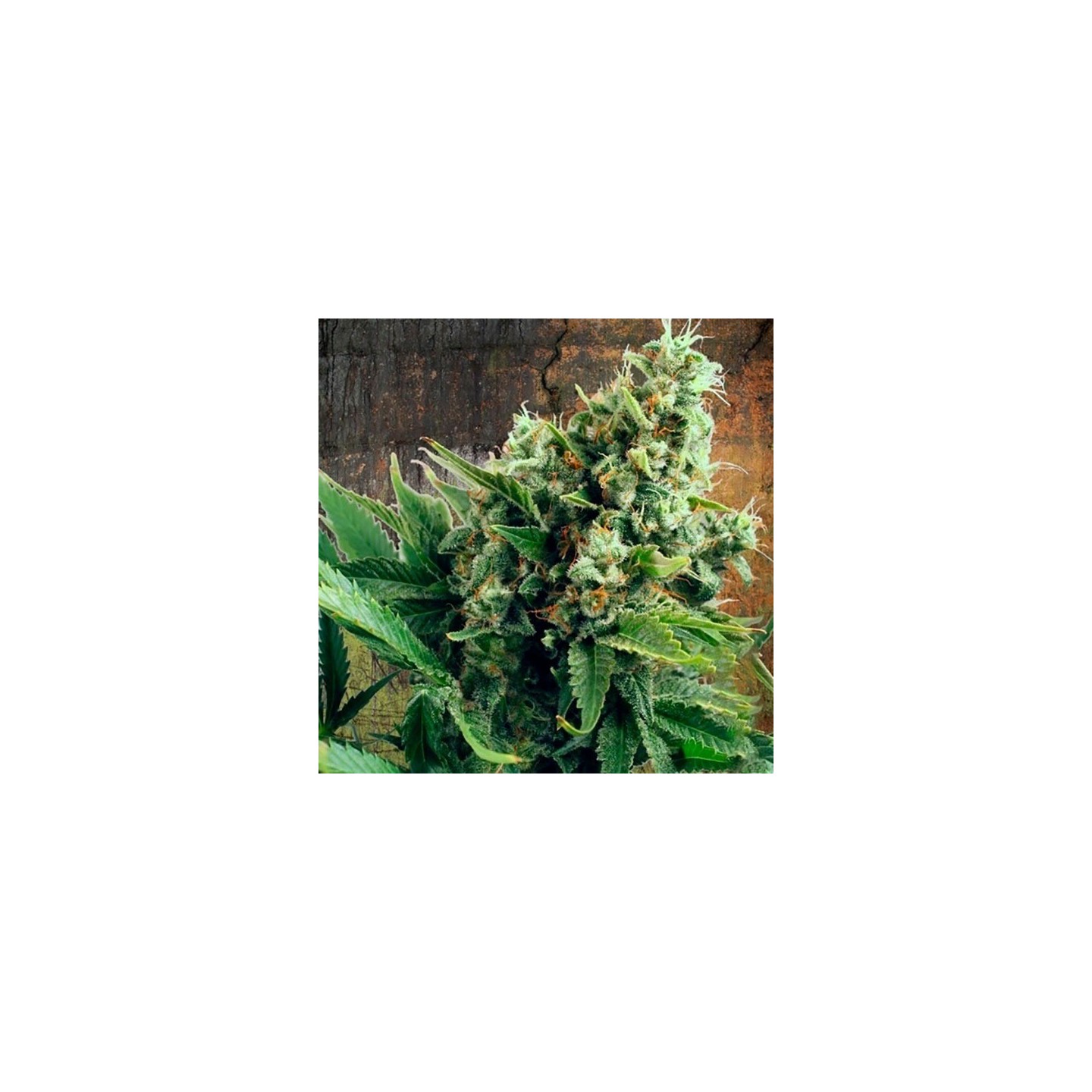 White Widow Feminizada de Ministry Seeds