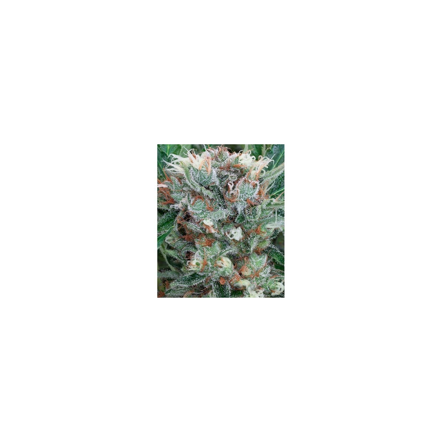 Zensation Feminizada de Ministry Seeds
