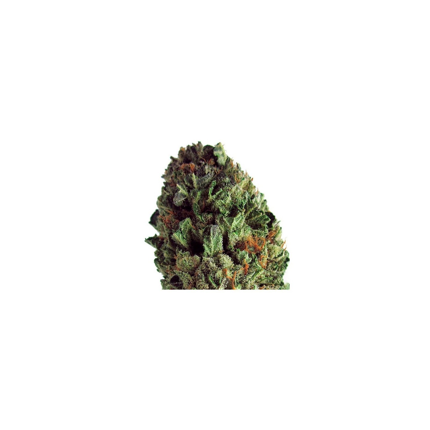Budzilla Feminizada de Heavyweight Seeds