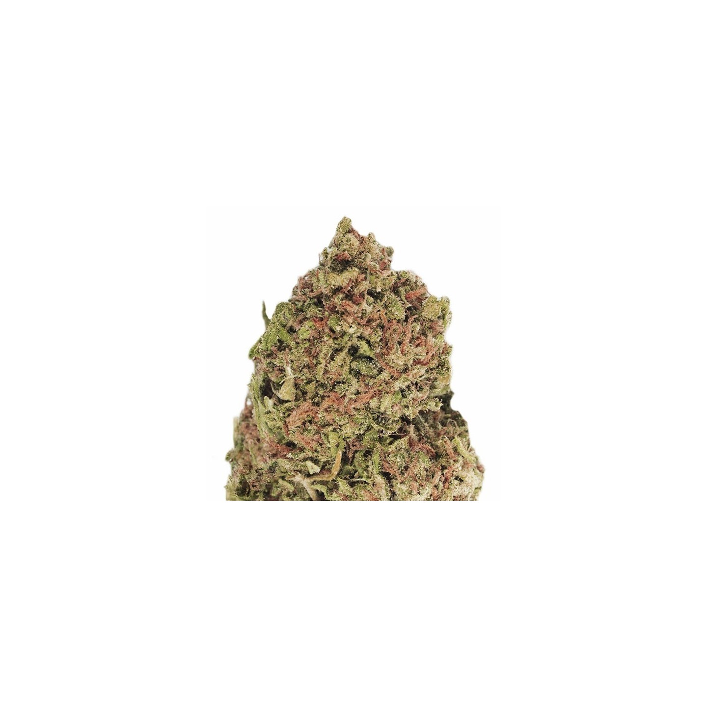 Dream Machine Feminizada de Heavyweight Seeds
