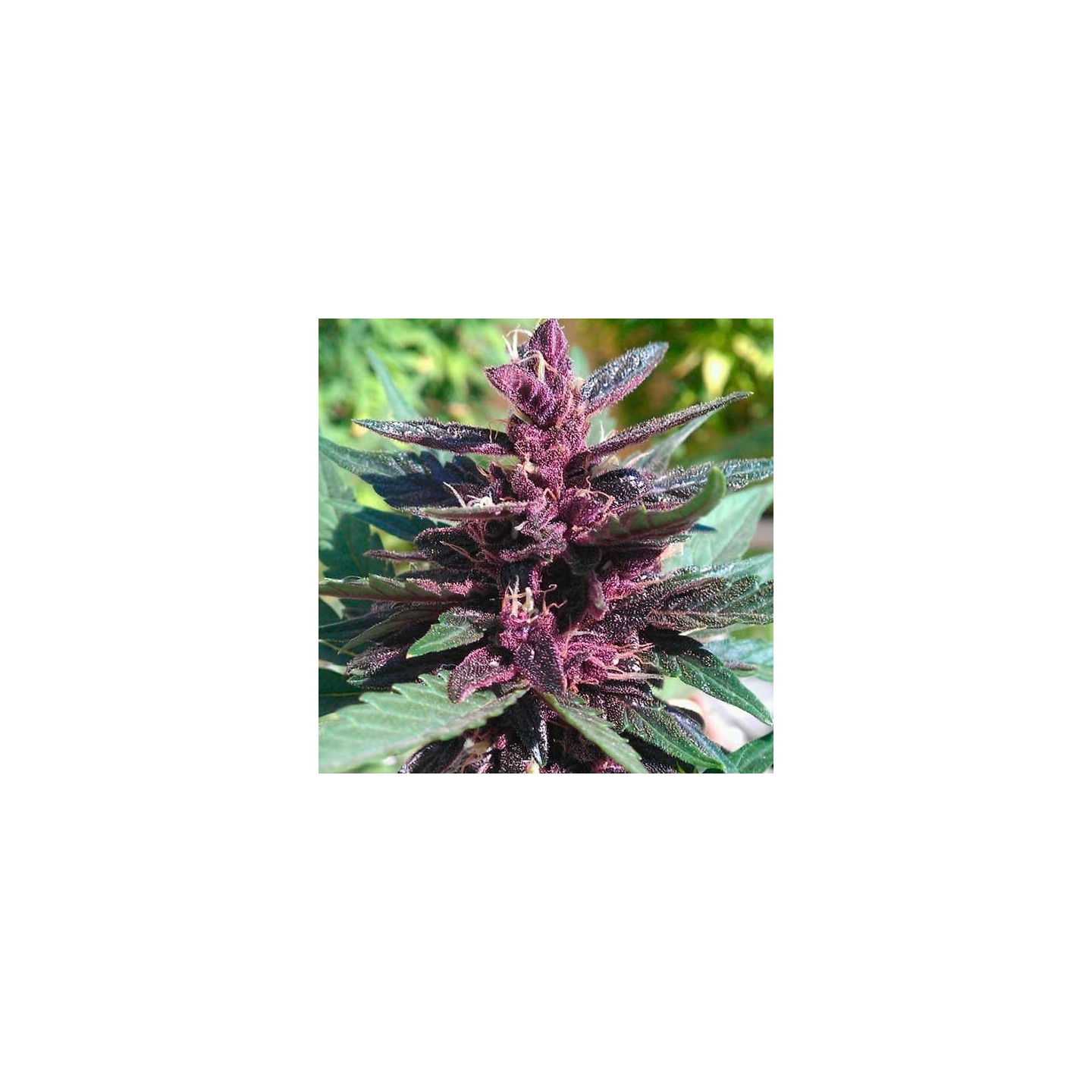 Buddha Purple Kush Autofloreciente Feminizada de Buddha Seeds