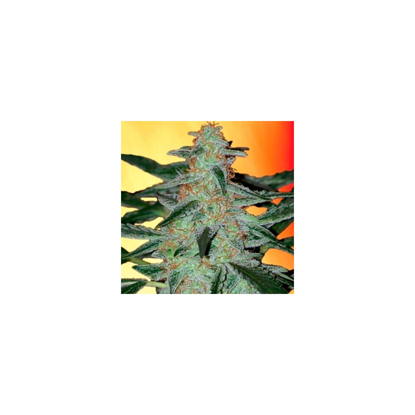 Deimos Autofloreciente Feminizada de Buddha Seeds