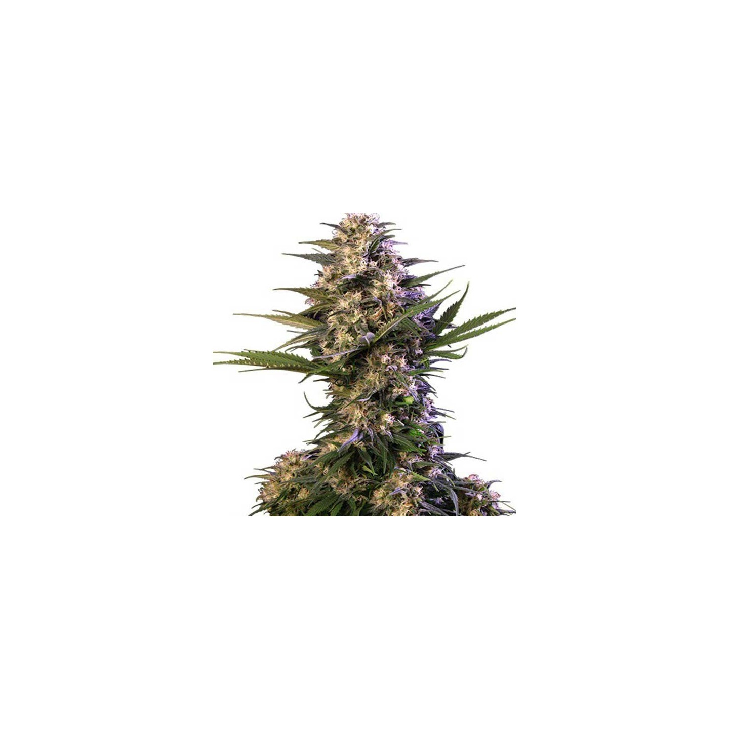 Kraken Autofloreciente Feminizada de Buddha Seeds