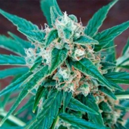 Magnum Autofloreciente Feminizada de Buddha Seeds