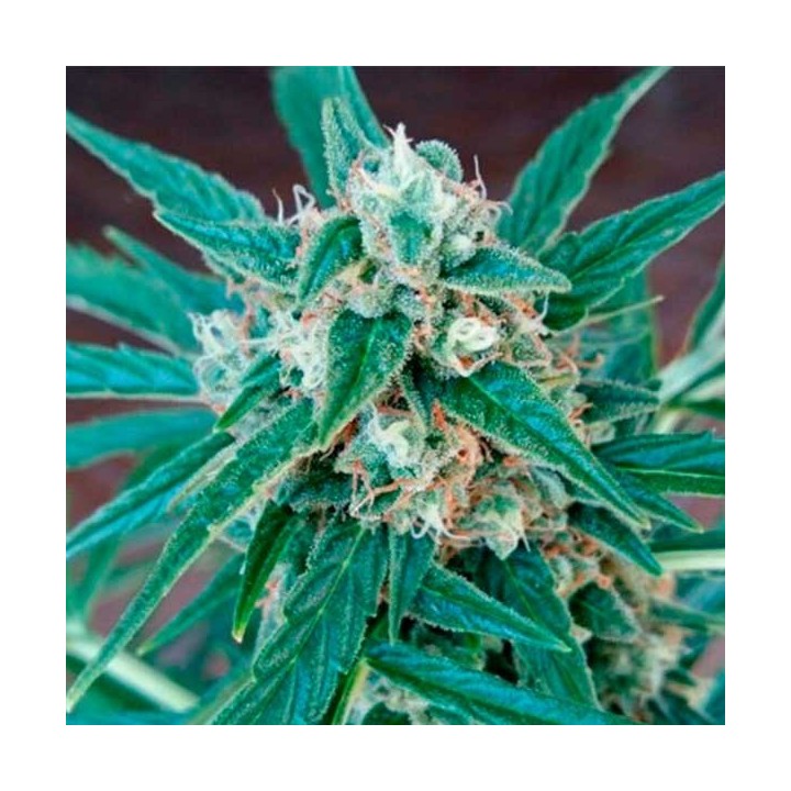 Magnum Autofloreciente Feminizada de Buddha Seeds