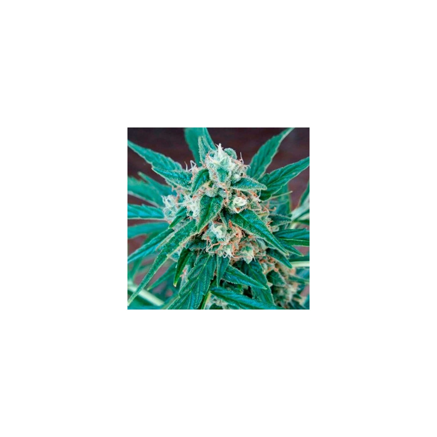 Magnum Autofloreciente Feminizada de Buddha Seeds
