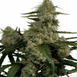Quasar Autofloreciente Feminizada de Buddha Seeds