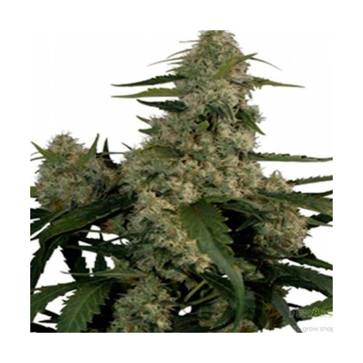 Quasar Autofloreciente Feminizada de Buddha Seeds