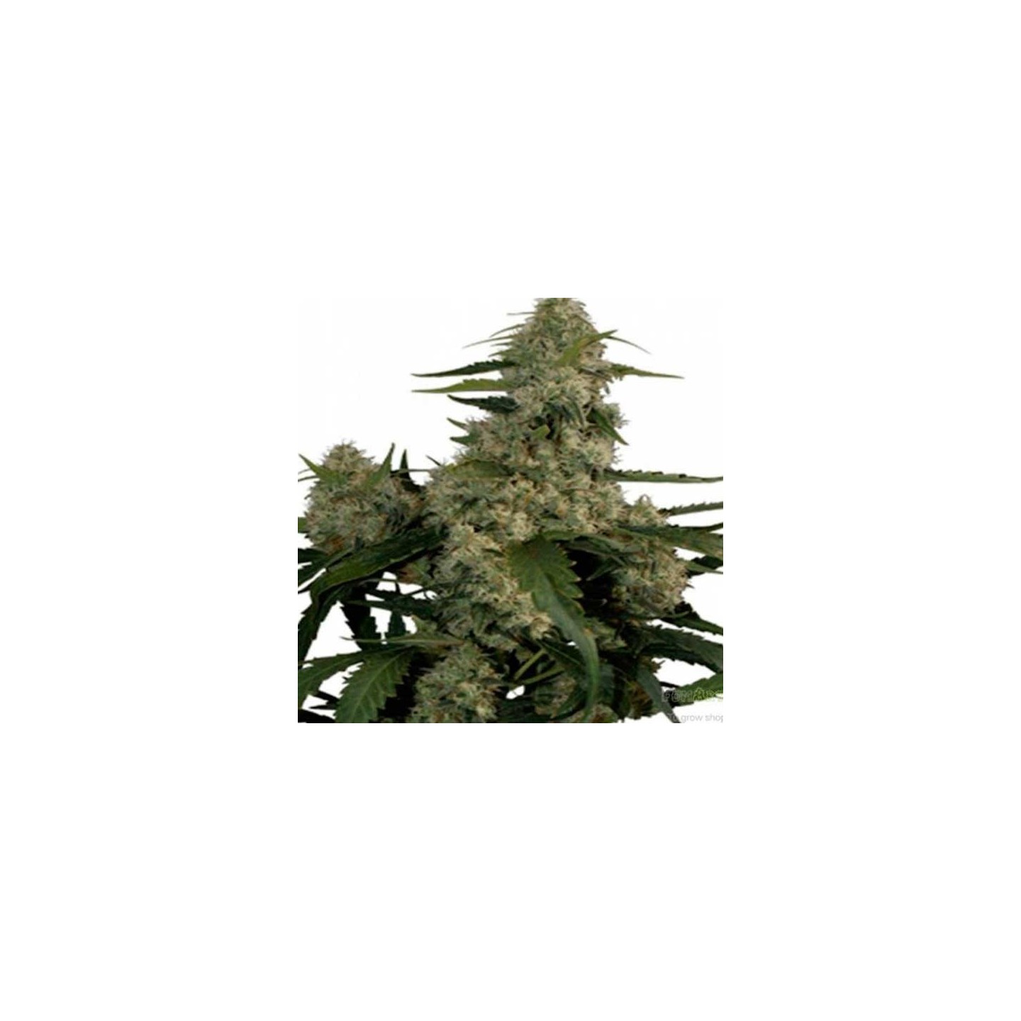 Quasar Autofloreciente Feminizada de Buddha Seeds