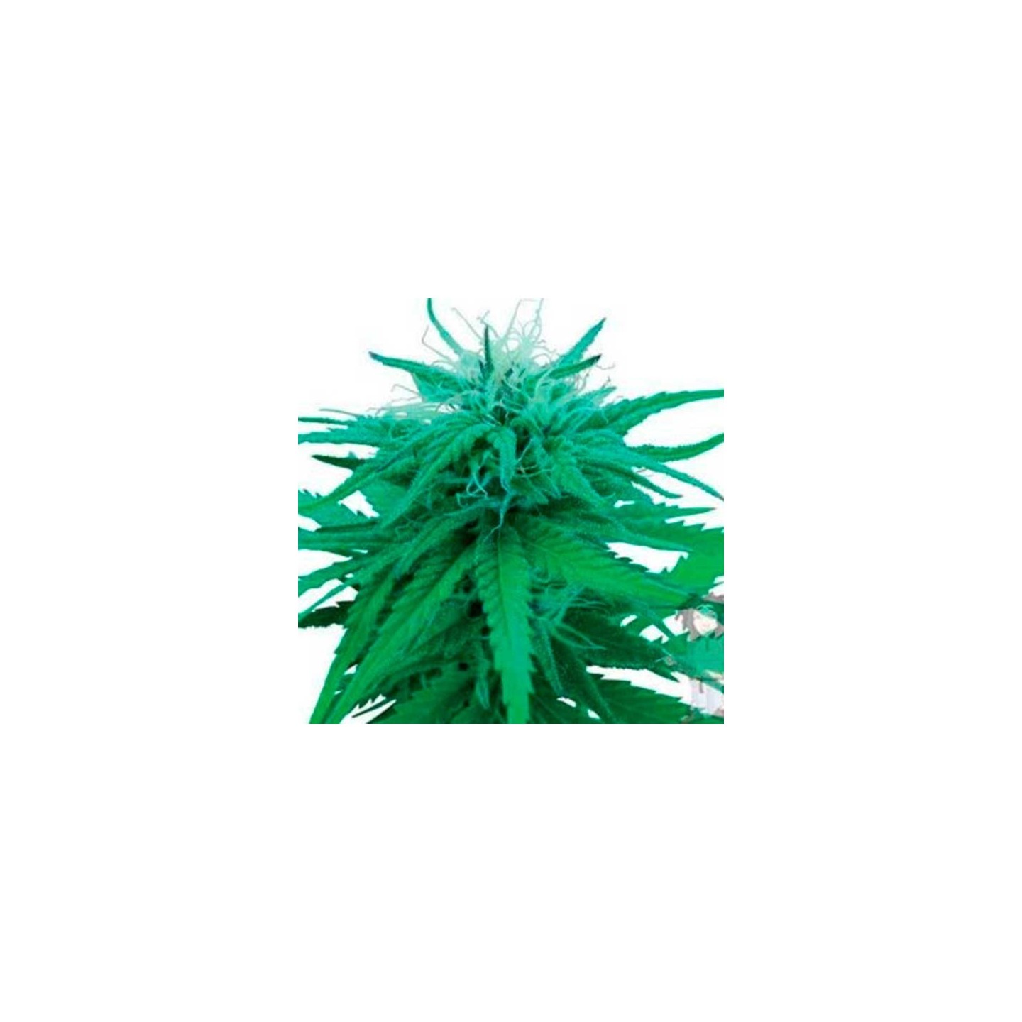 Red Dwarf Autofloreciente Feminizada de Buddha Seeds