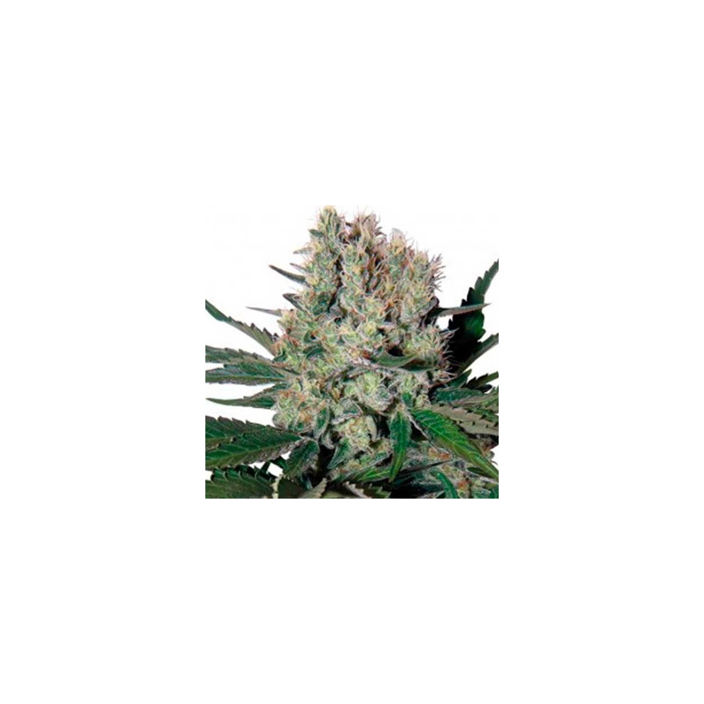 Syrup Autofloreciente Feminizada de Buddha Seeds
