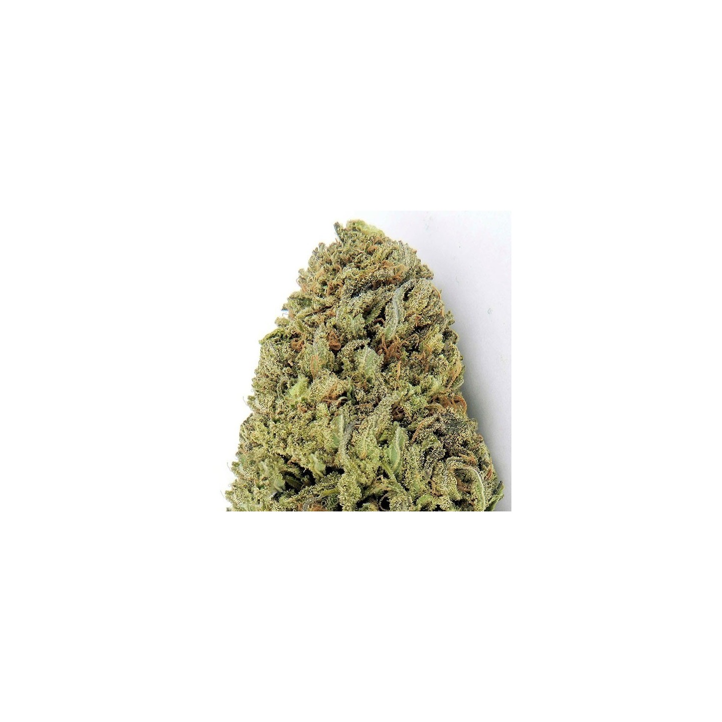 Fast & Vast Autofloreciente Feminizada de Heavyweight Seeds