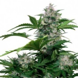 White Dwarf Autofloreciente Feminizada de Buddha Seeds