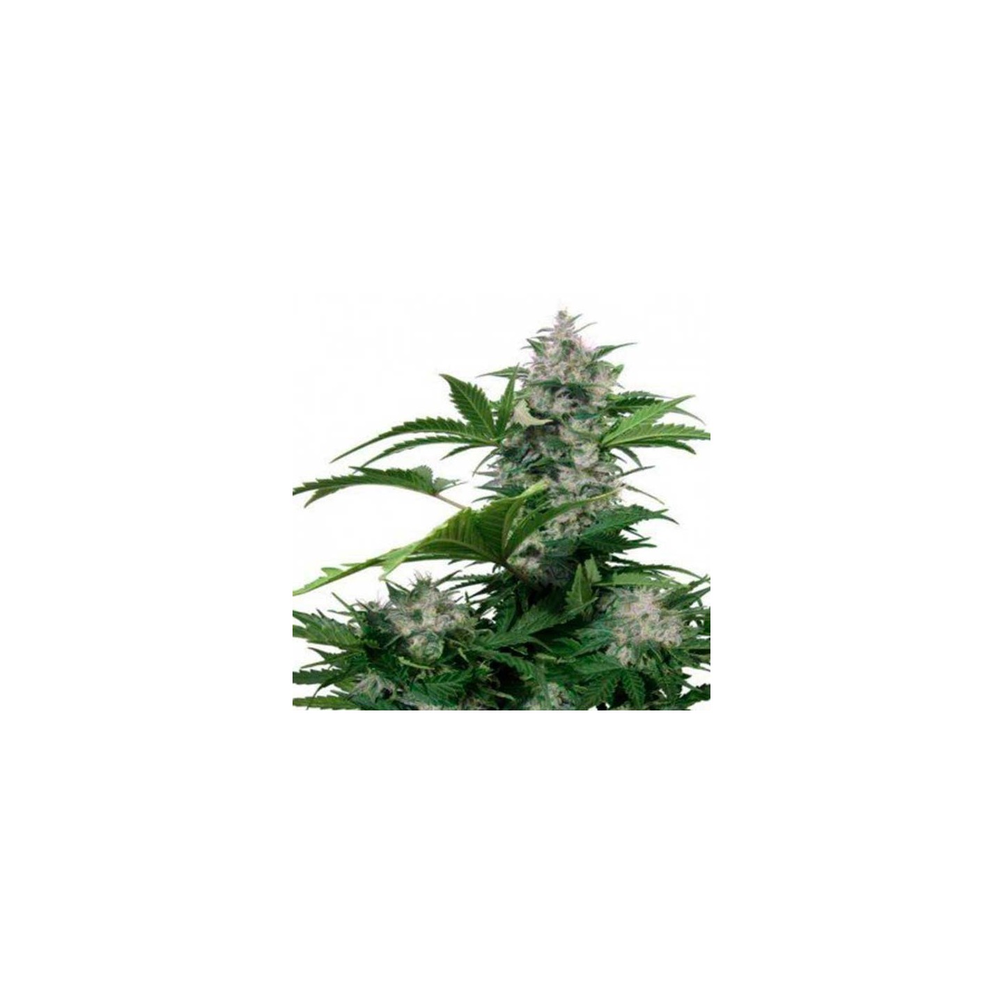 White Dwarf Autofloreciente Feminizada de Buddha Seeds