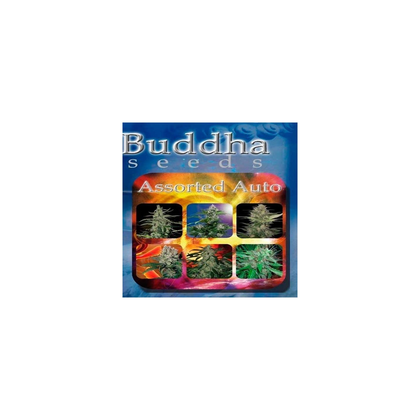Assorted Mix Autofloreciente Feminizada de Buddha Seeds