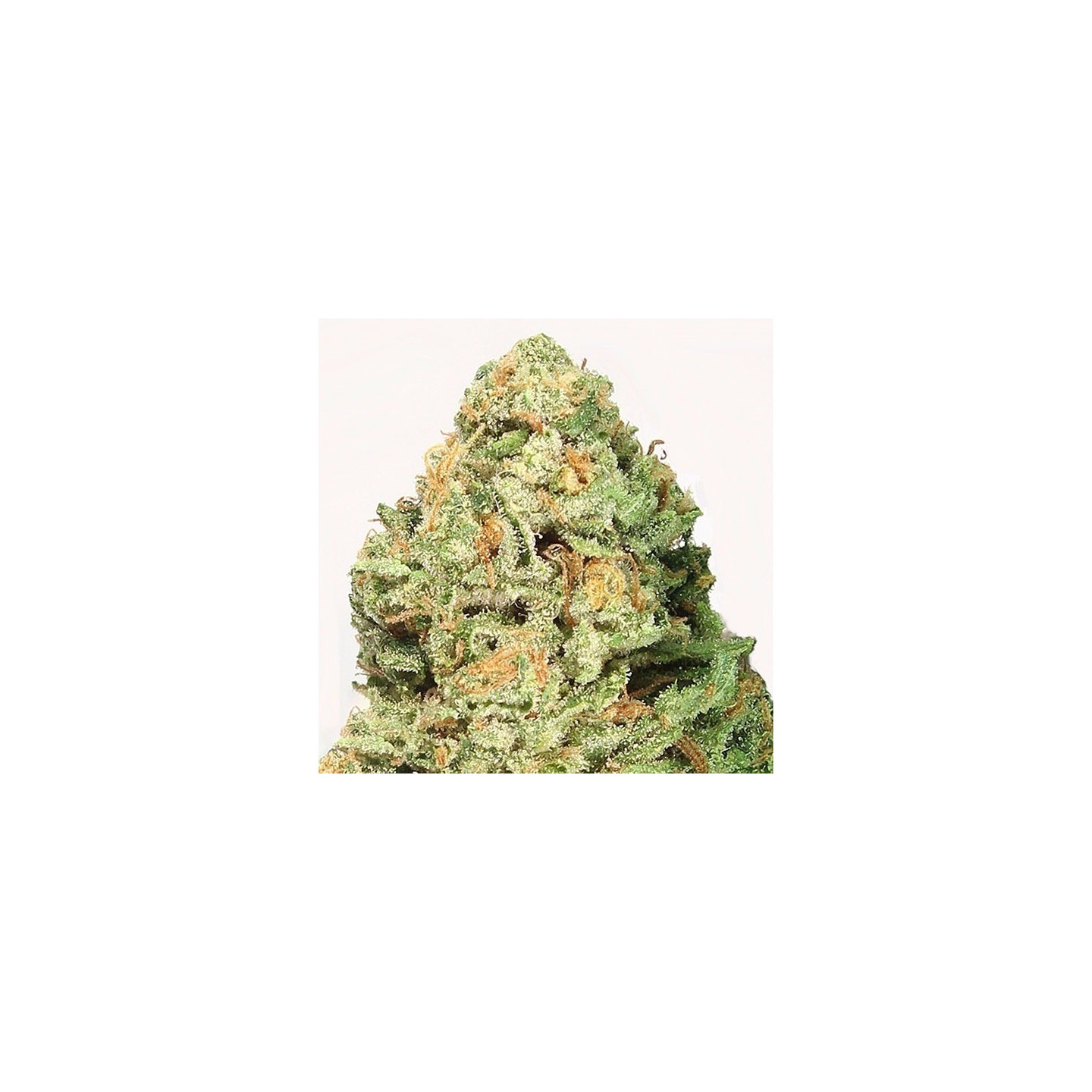 Fruit Punch Feminizada de Heavyweight Seeds