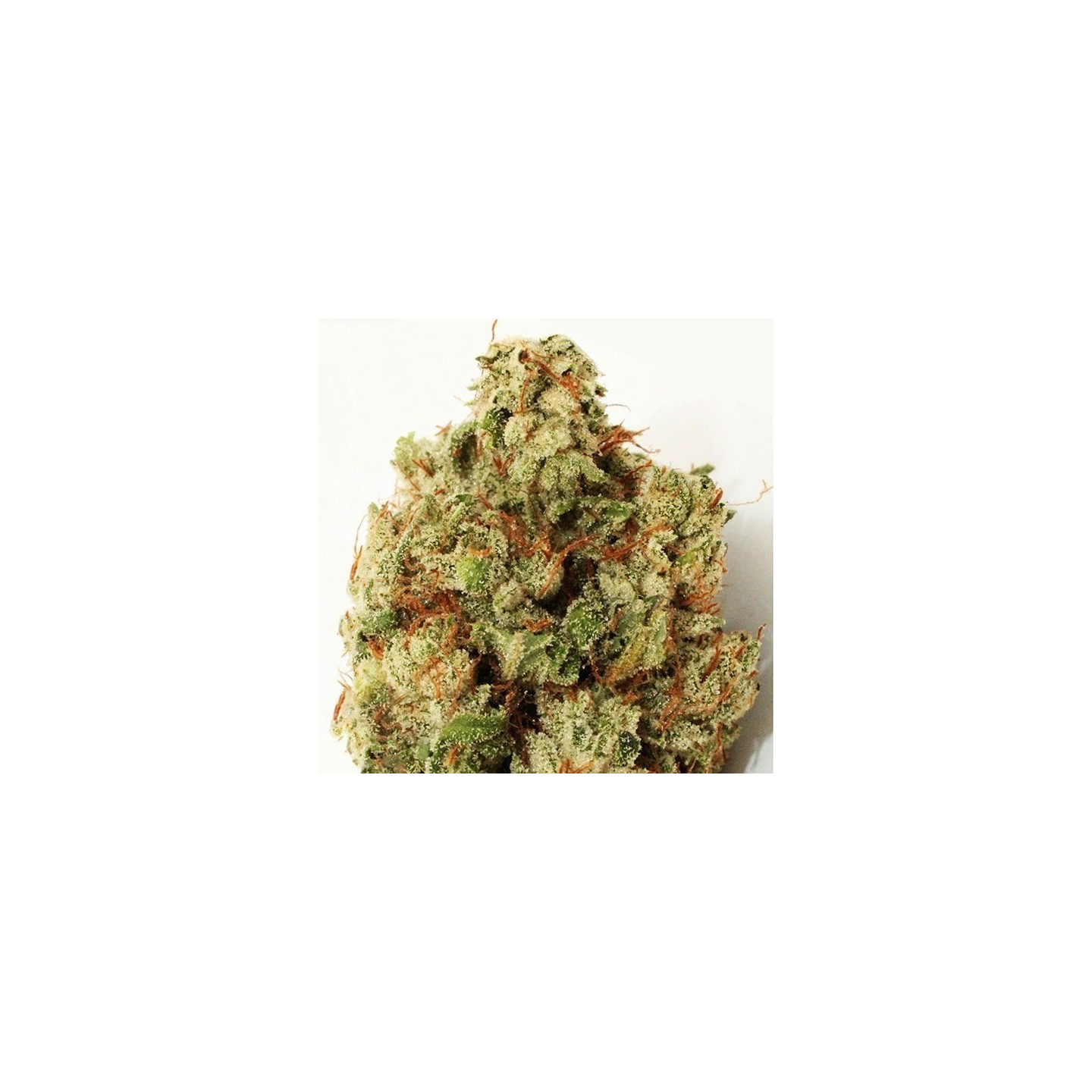 Green Ninja Feminizada de Heavyweight Seeds
