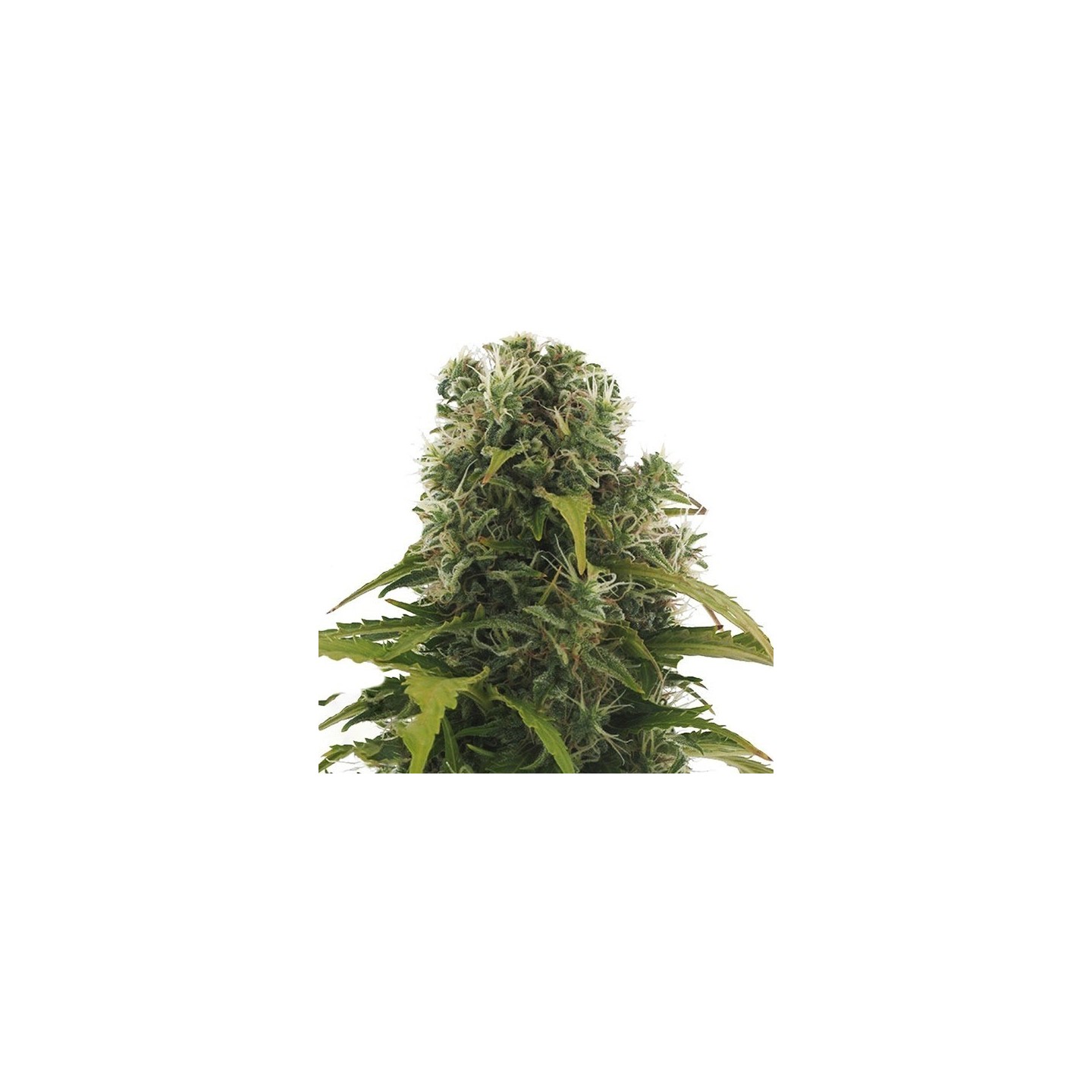High Density Autofloreciente Feminizada de Heavyweight Seeds