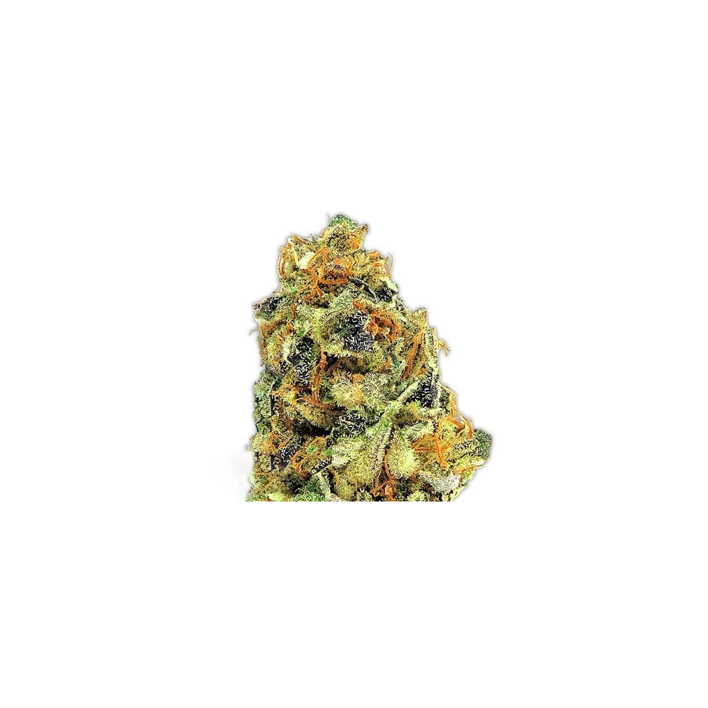 K.O. Kush Feminizada de Heavyweight Seeds