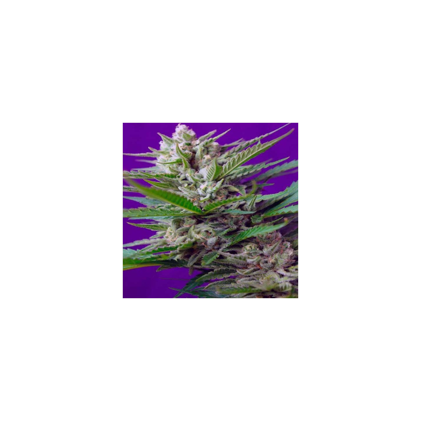 Speed + Autofloreciente Feminizada de Sweet Seeds