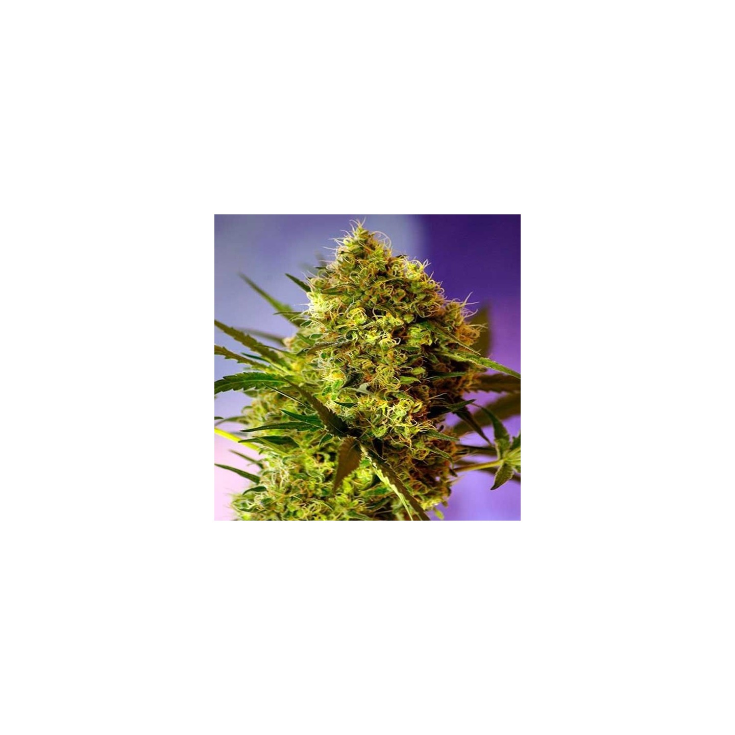 Big Devil Autofloreciente Feminizada de Sweet Seeds