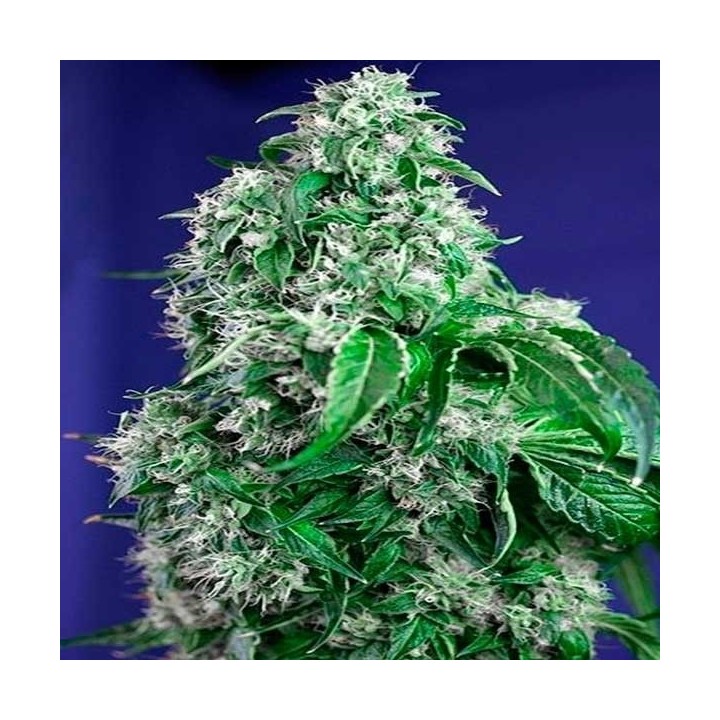Big Devil F1 Fast Version Feminizada de Sweet Seeds