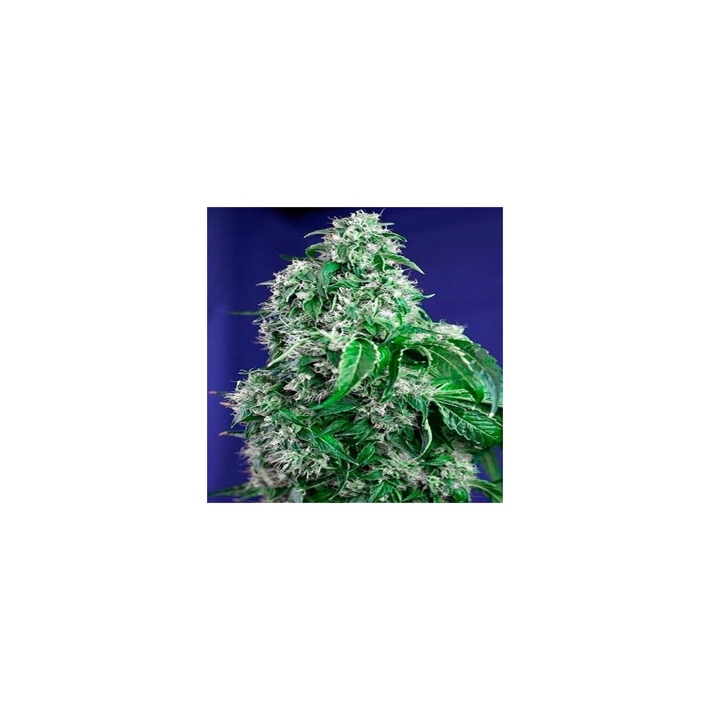 Big Devil F1 Fast Version Feminizada de Sweet Seeds