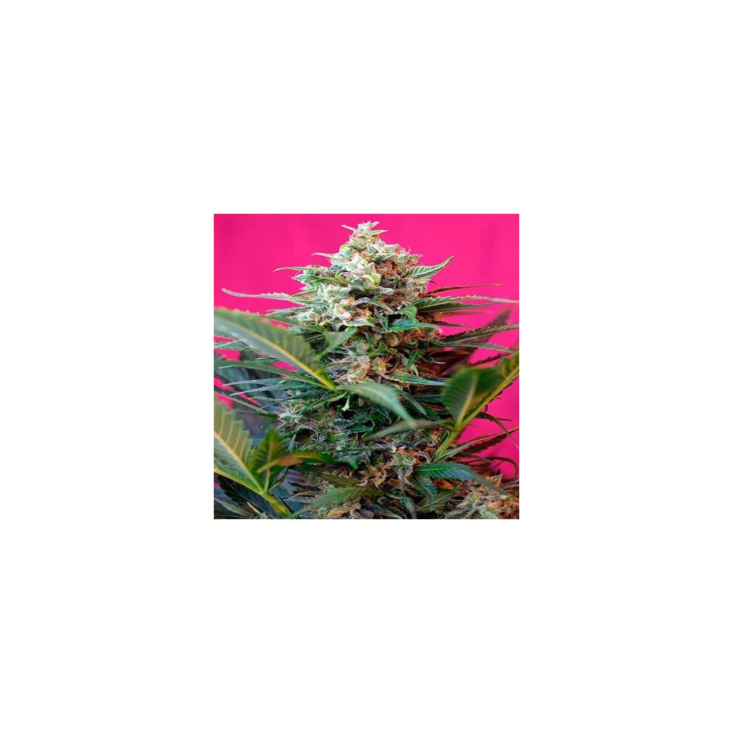 Big Devil XL Autofloreciente Feminizada de Sweet Seeds