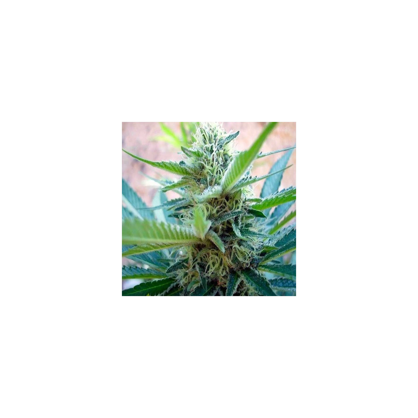 Big Foot Feminizada de Sweet Seeds