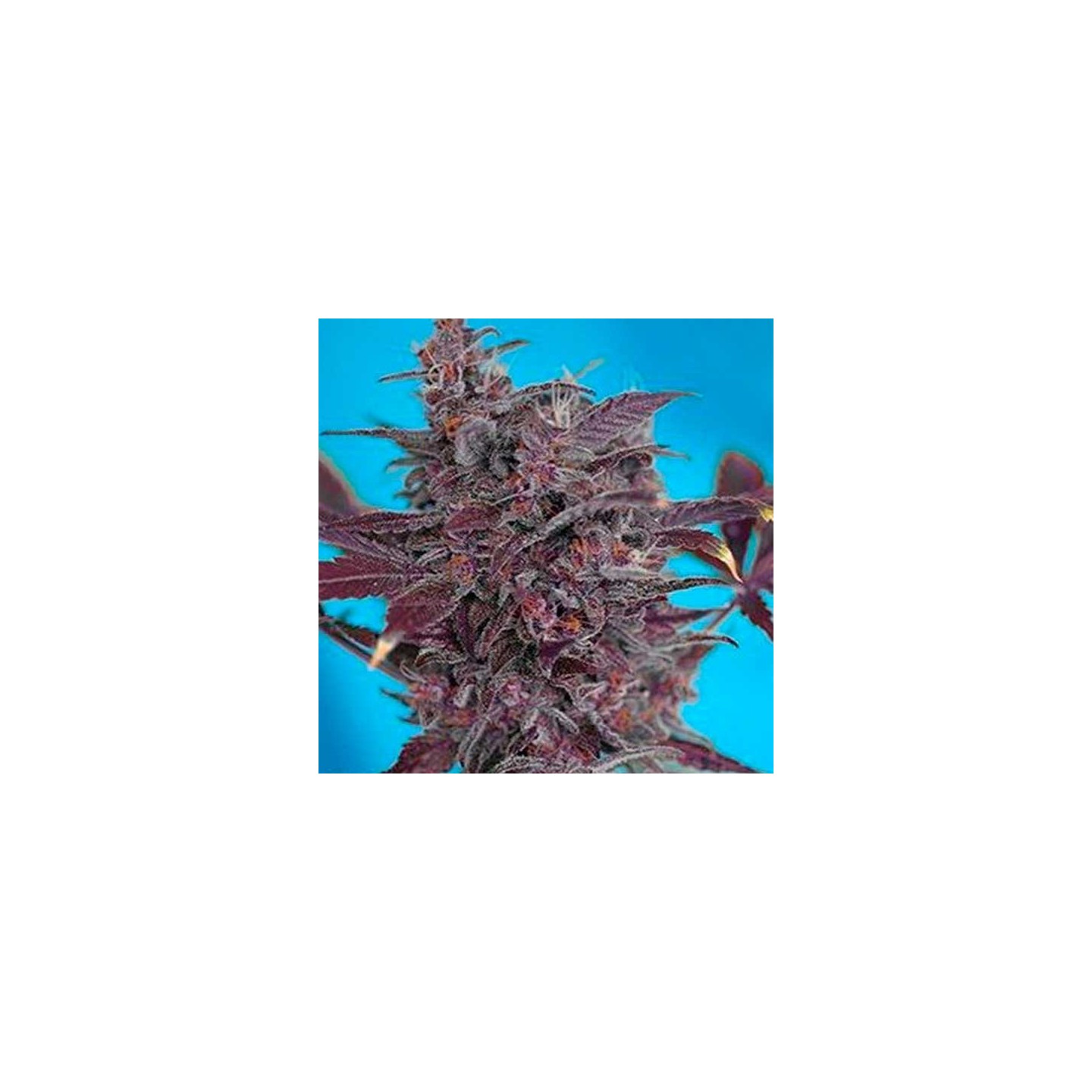 Black Cream Autofloreciente Feminizada de Sweet Seeds