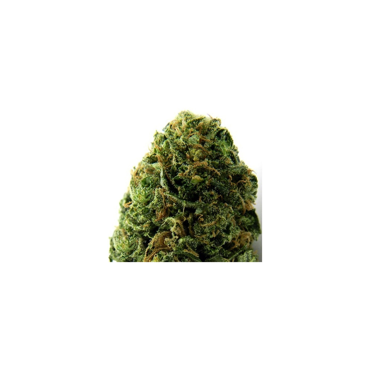 Massive Midget Autofloreciente Feminizada de Heavyweight Seeds