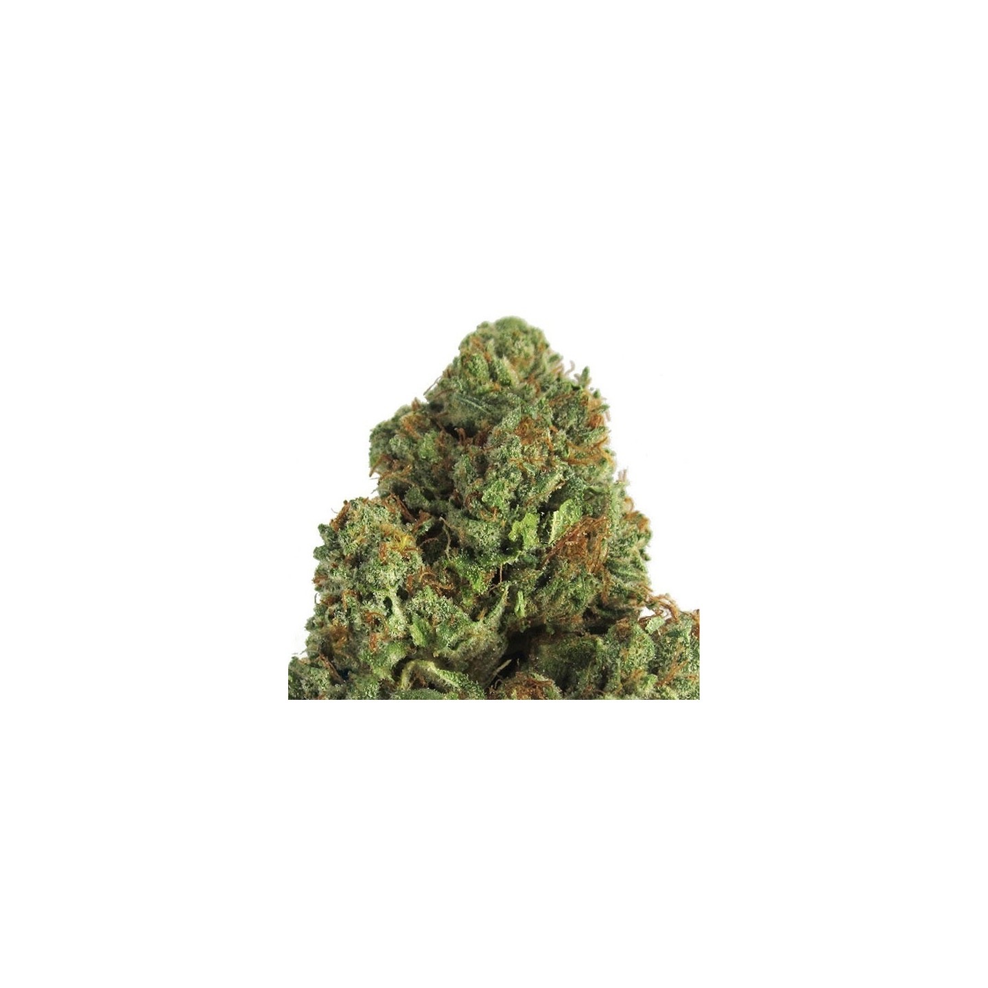Midnight Mass Feminizada de Heavyweight Seeds
