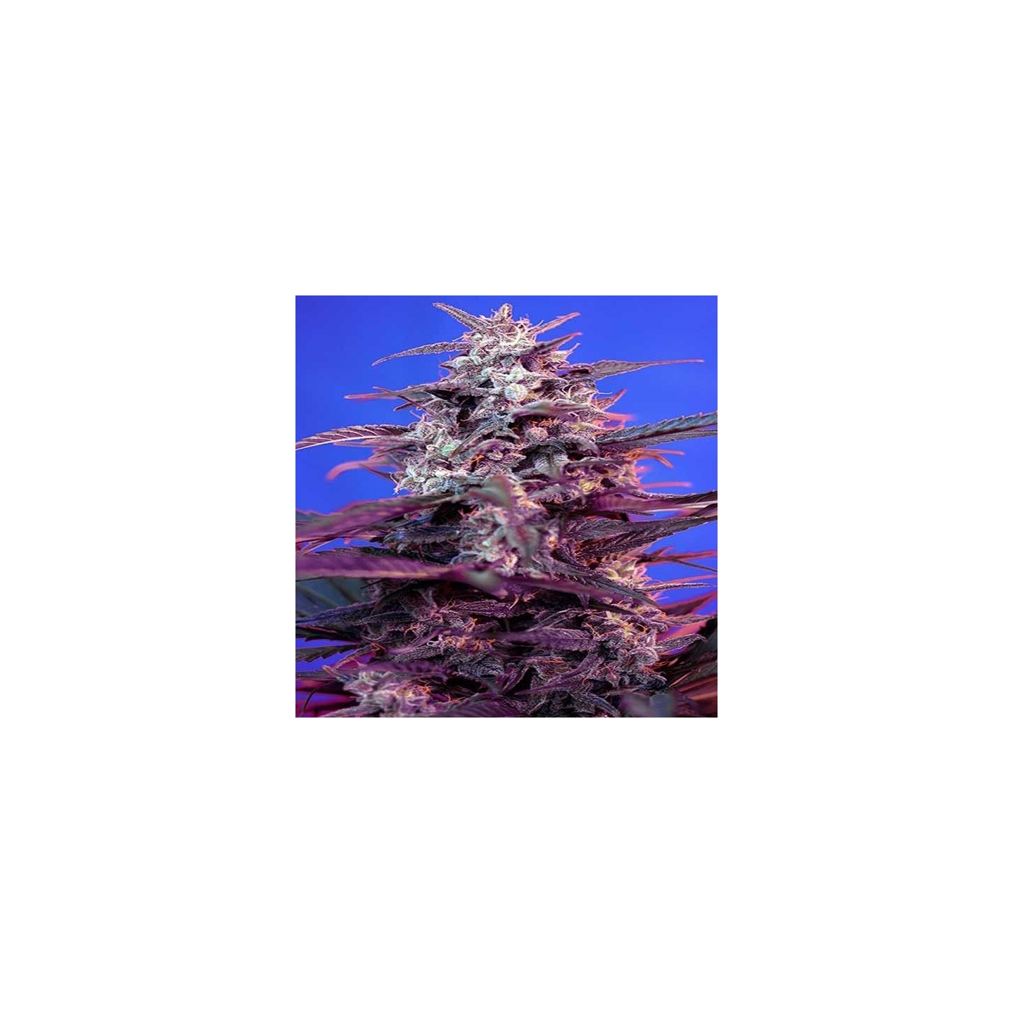 Bloody Skunk Autofloreciente Feminizada de Sweet Seeds