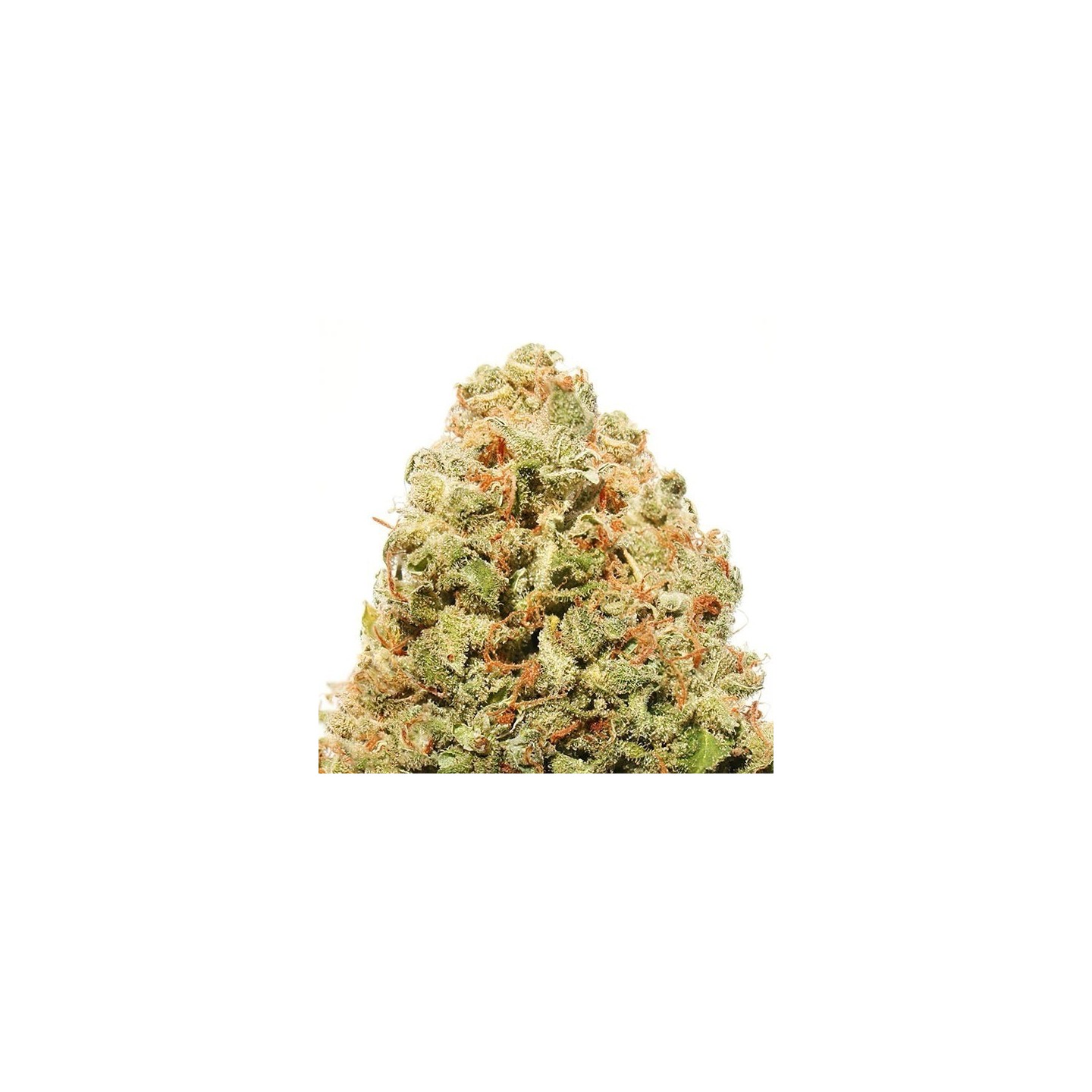 Strawberry Cake Feminizada de Heavyweight Seeds