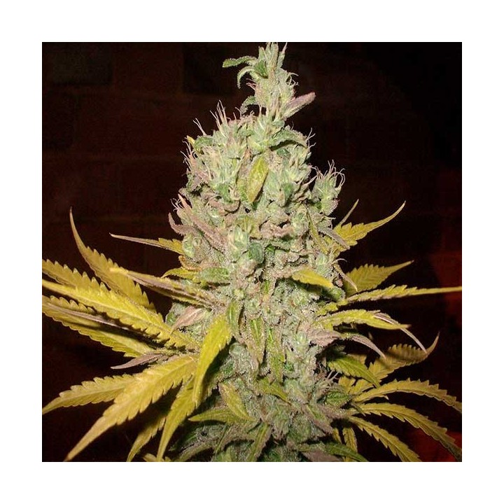 Botafumeiros Feminizada de Sweet Seeds