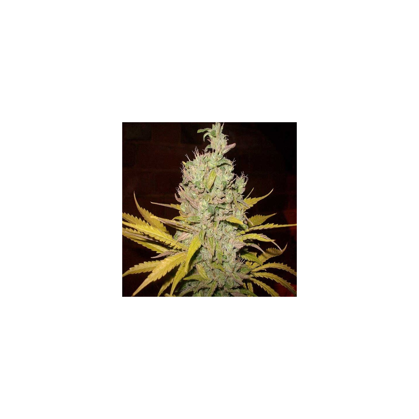 Botafumeiros Feminizada de Sweet Seeds