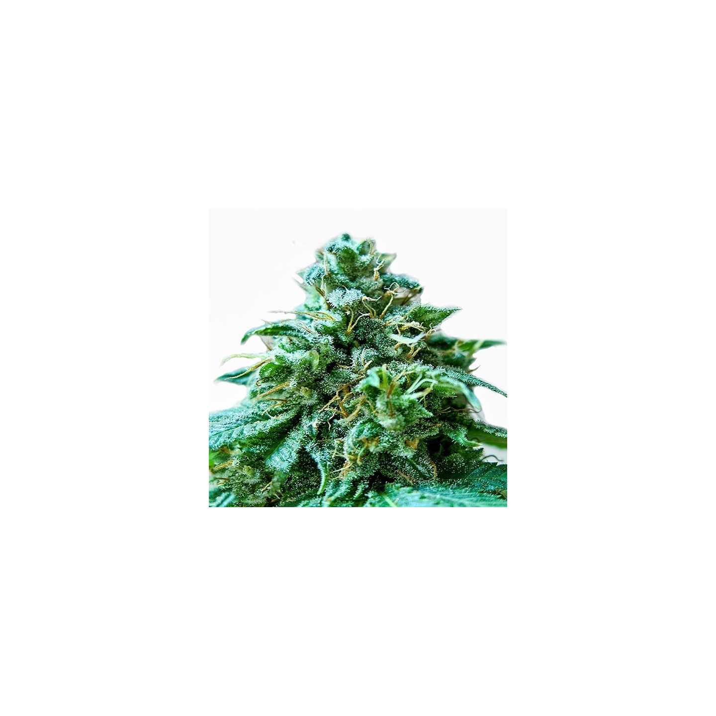 Superb Og Feminizada de Heavyweight Seeds
