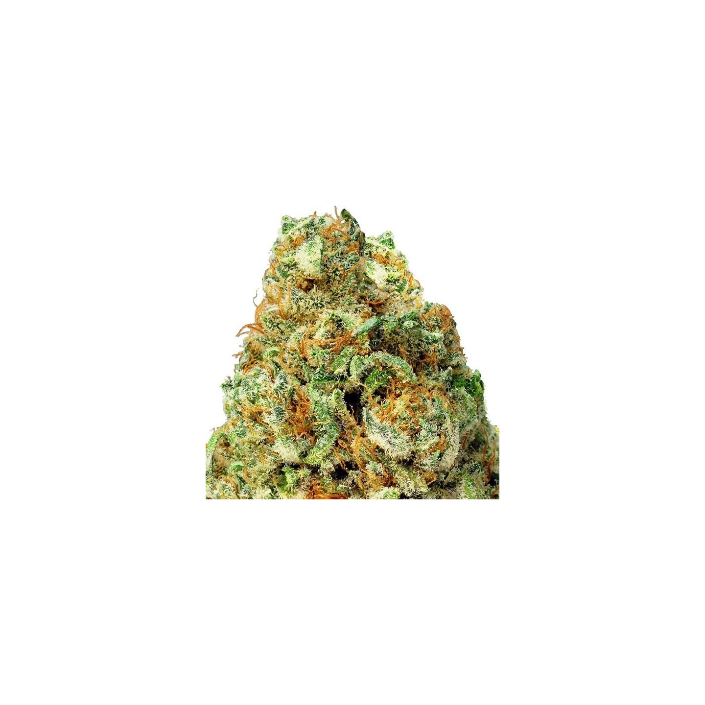Turbo Bud Autofloreciente Feminizada de Heavyweight Seeds