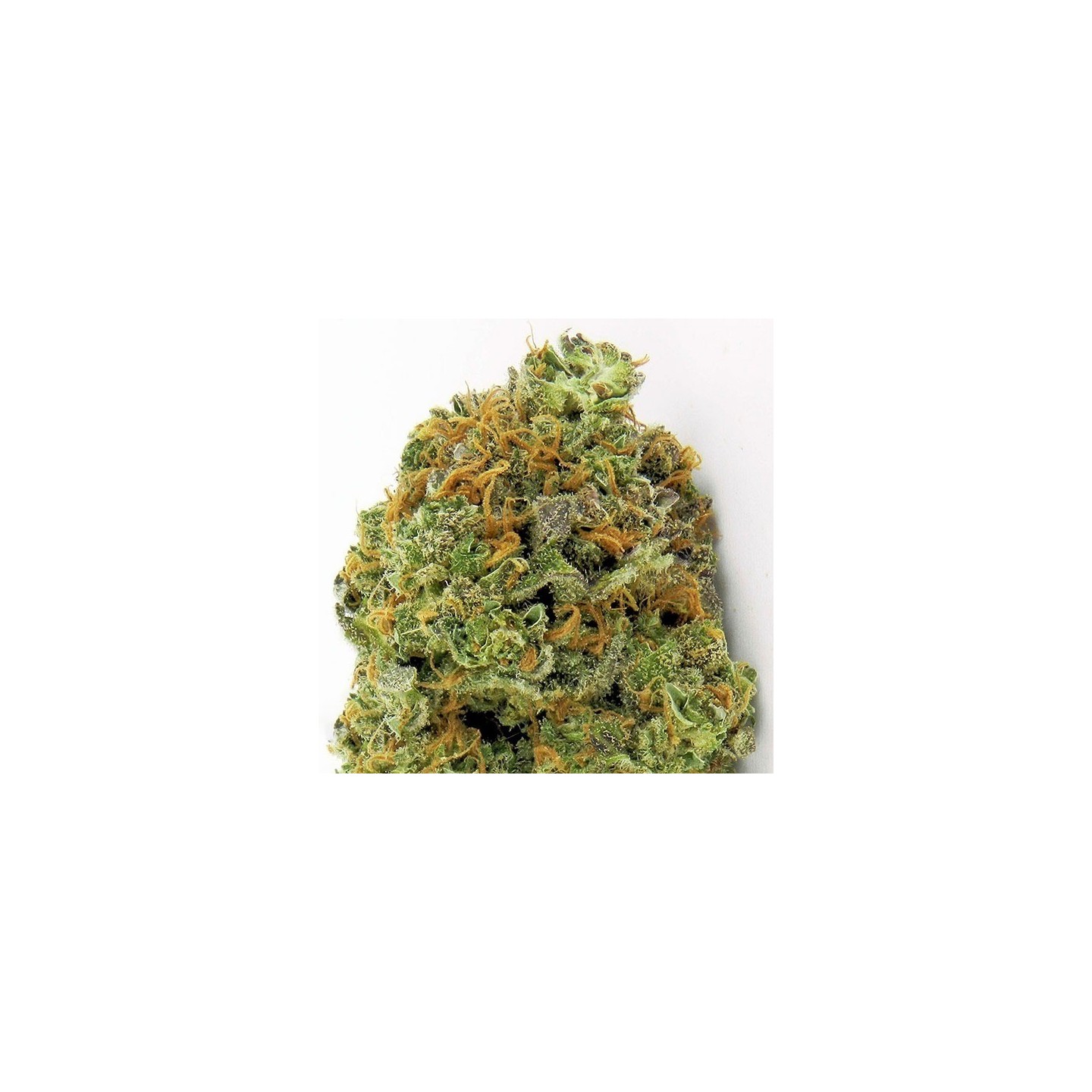 Wipeout Express Autofloreciente Feminizada de Heavyweight Seeds